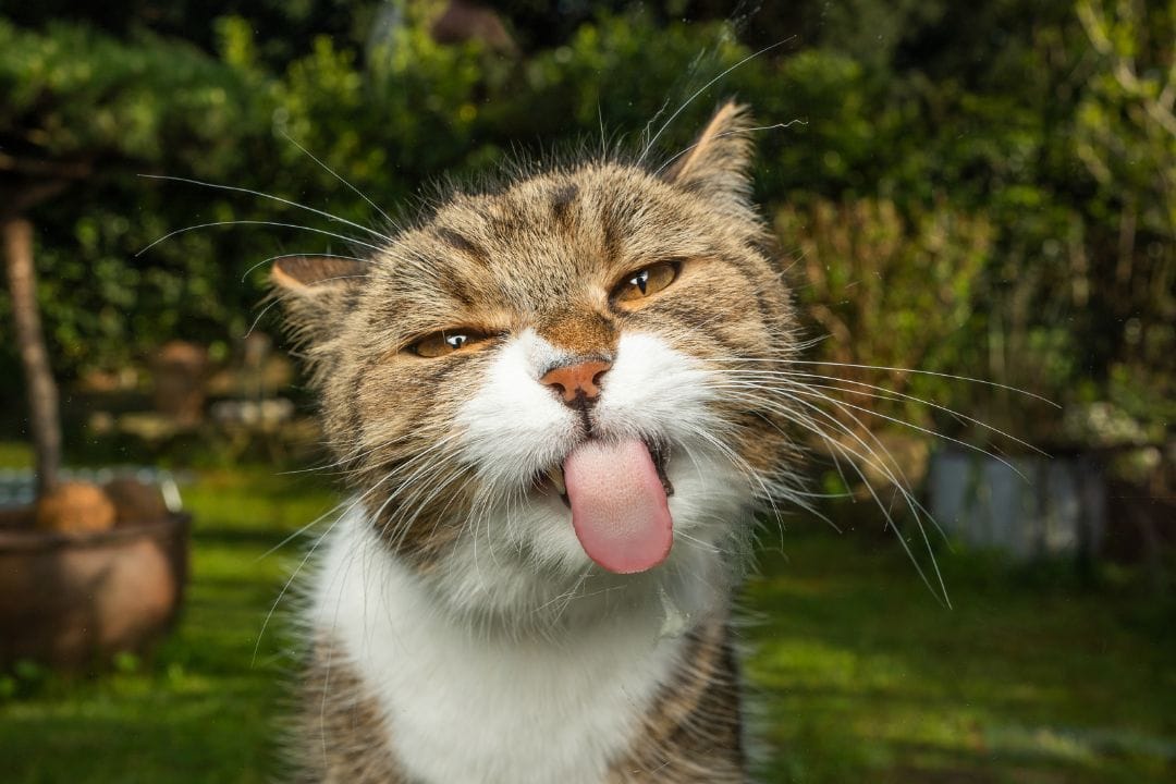¿Cómo dar de comer a los gatos sin crear malos hábitos?