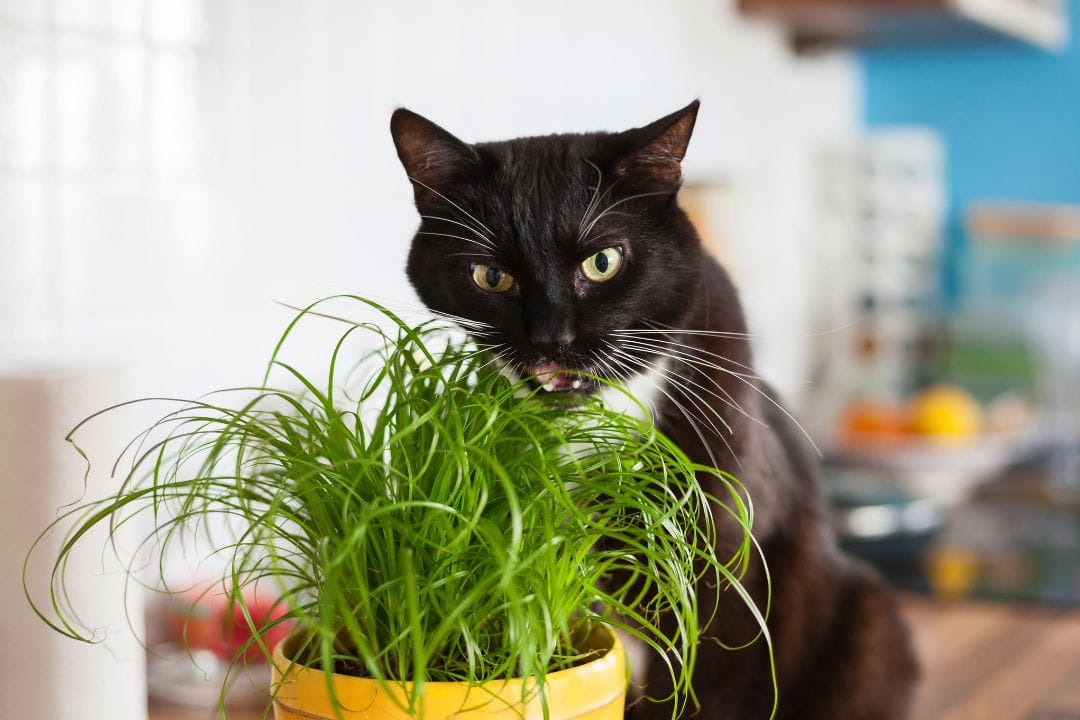 gato comiendo hierba