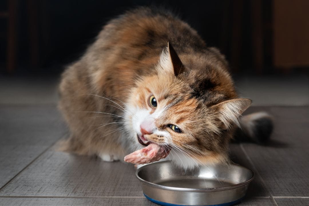 gato comiendo pollo crudo
