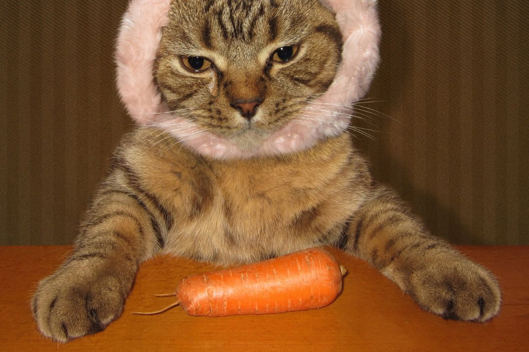 gato comiendo zanahoria