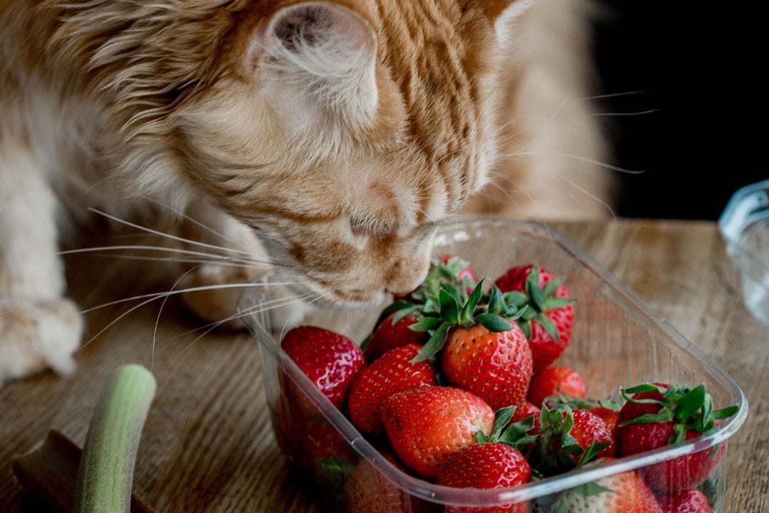 gato con fresas
