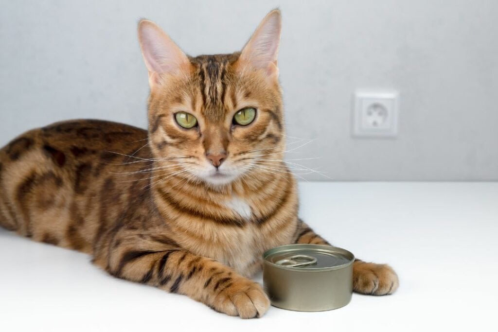 gato con lata de comida humeda