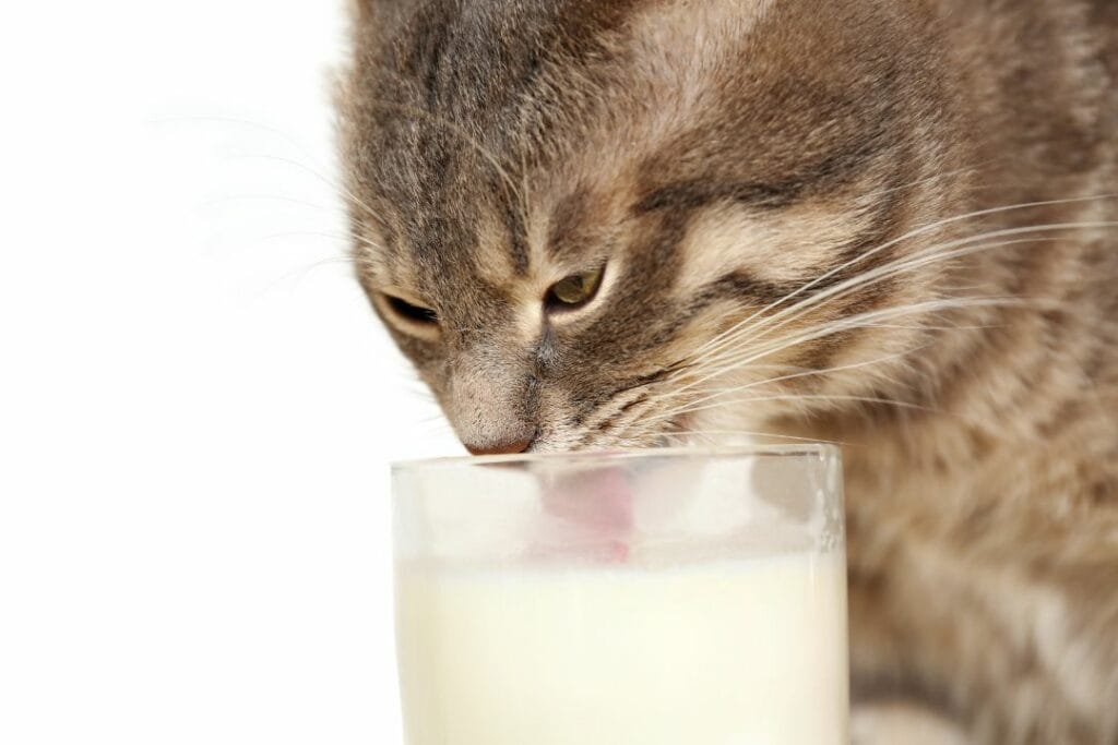 gato con leche de vaca