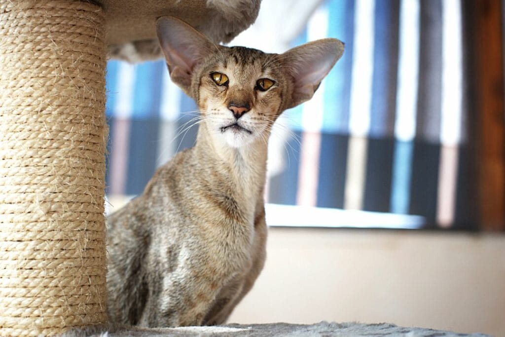 gato oriental shorthair