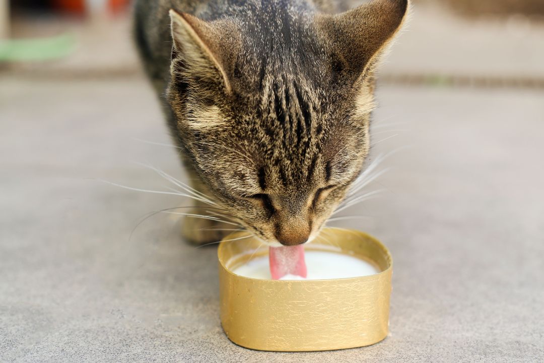 gato tomando leche de soya