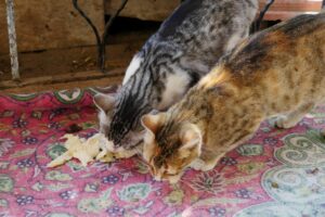 gatos comiendo pan