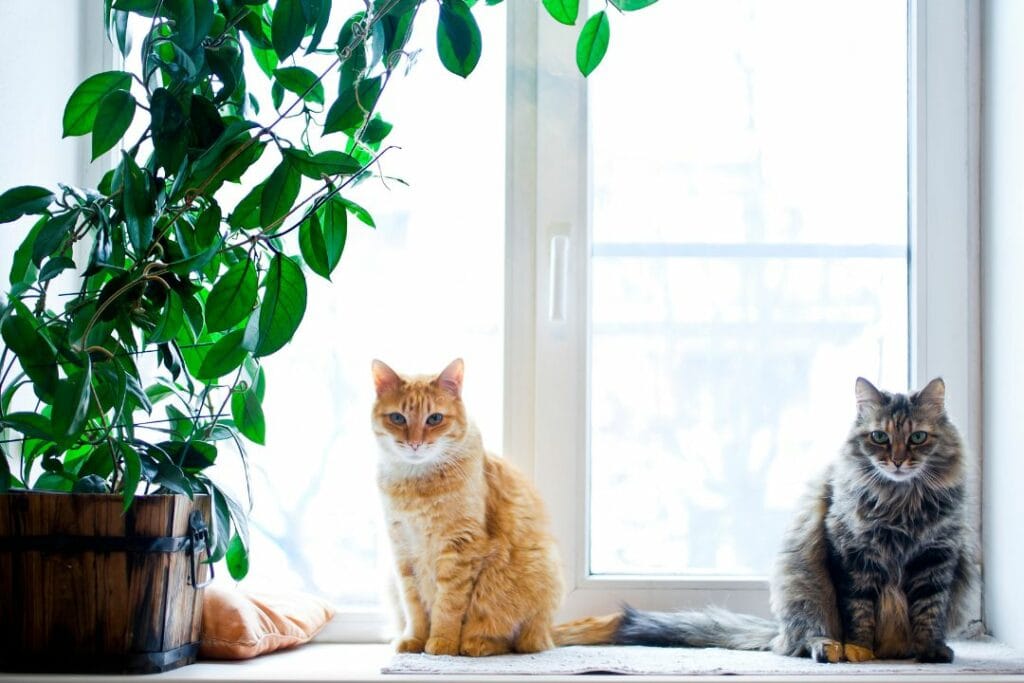 gatos con una planta de interior