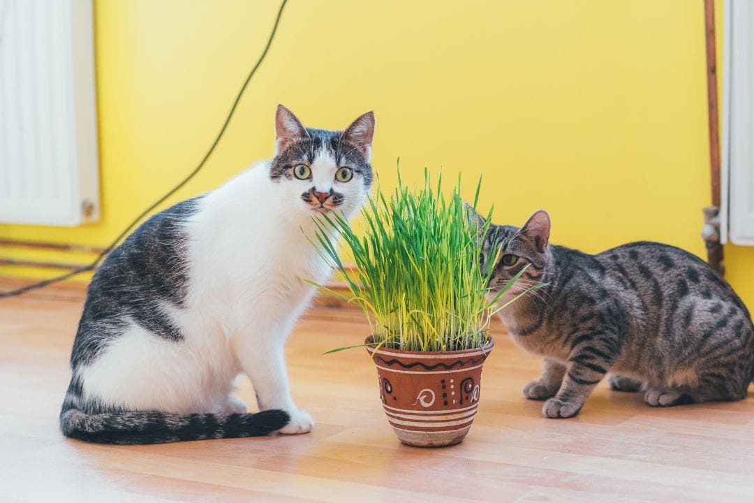 gatos y planta
