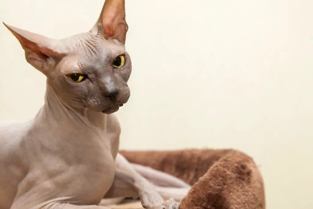¿Cómo Se Creó La Raza De Gatos Sin Pelo?