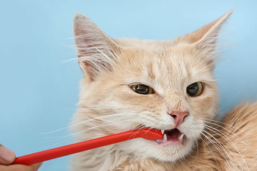 limpiando dientes de gato
