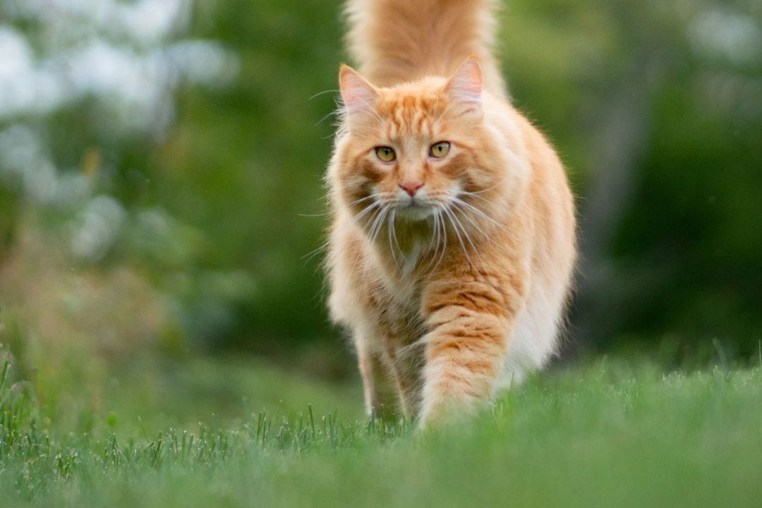 ¡No crezcan más!: ¿Cuáles son los signos de que un gato ha dejado de crecer?