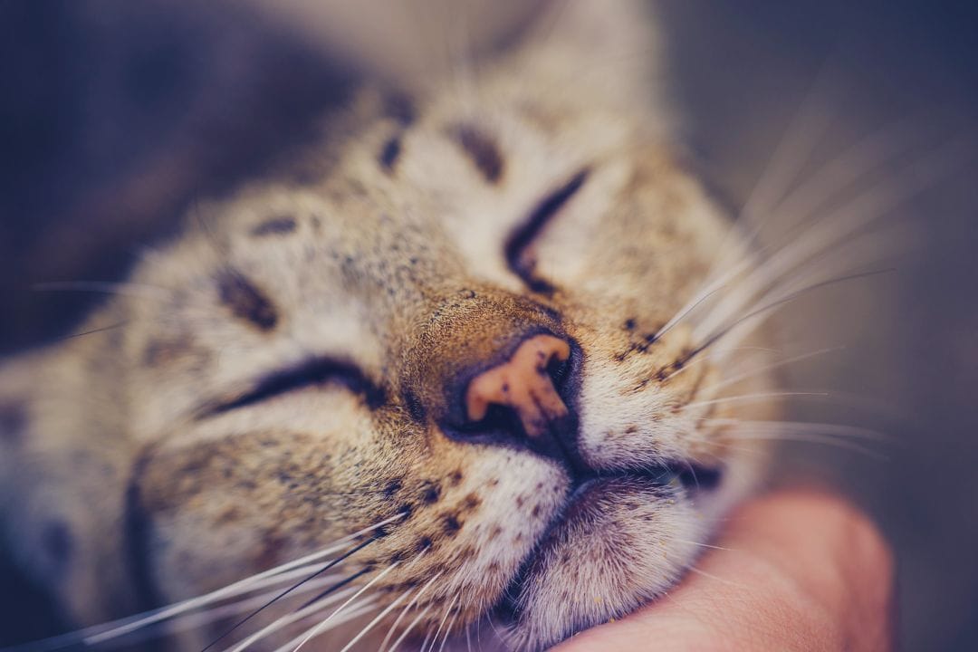 Perdido en la oscuridad: ¿Cuánto tiempo puede estar un gato sin su dueño?