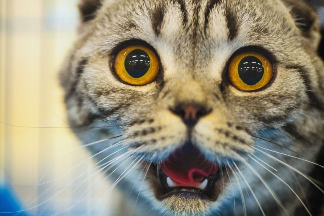 Sin rumbo: ¿Cuánto tiempo puede estar un gato sin su dueño?