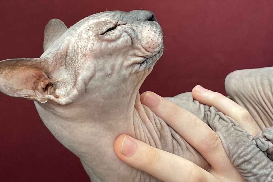 The Dangers of Leaving a Sphynx Alone