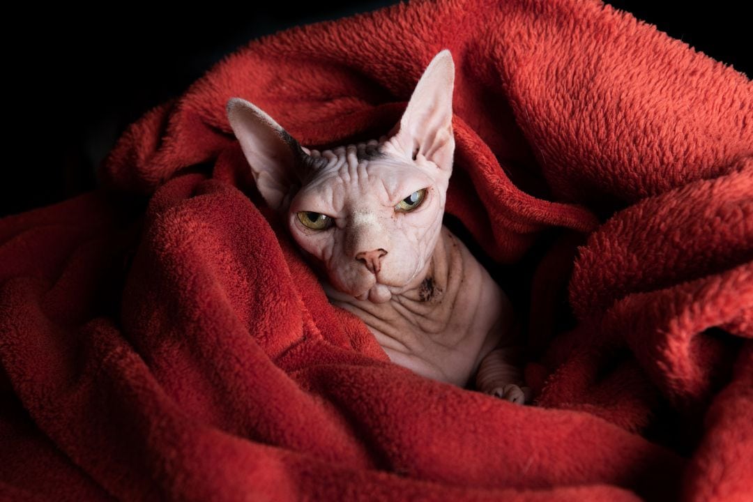When Is It Okay to Leave a Sphynx Alone?