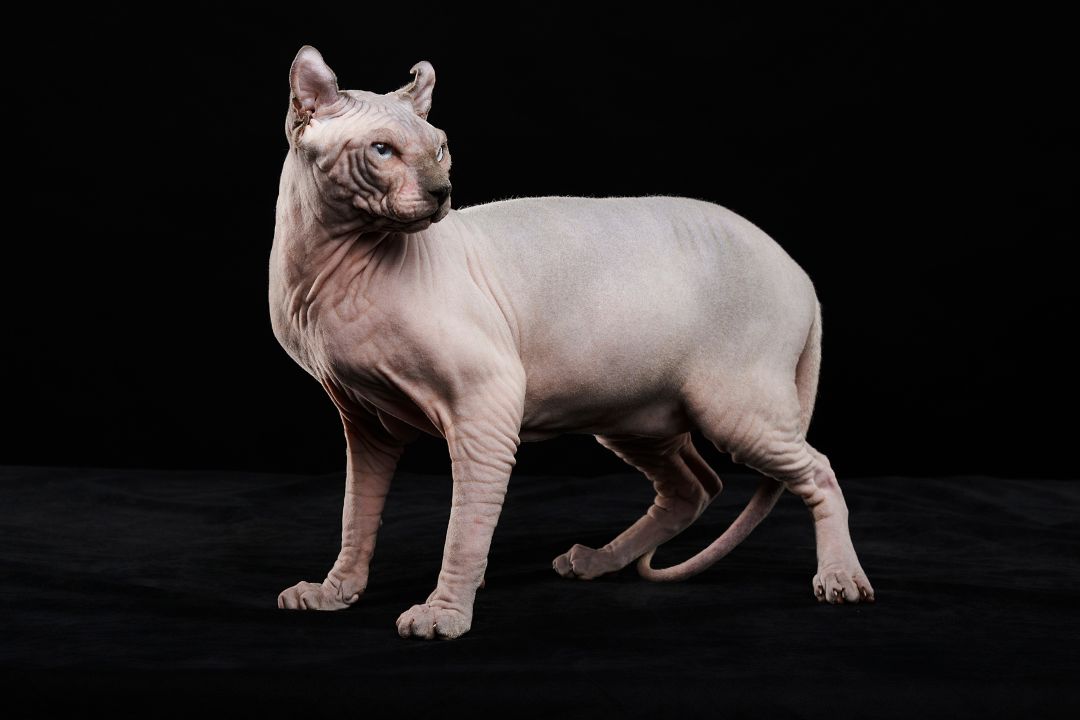 When Should I Leave My Sphynx Alone?